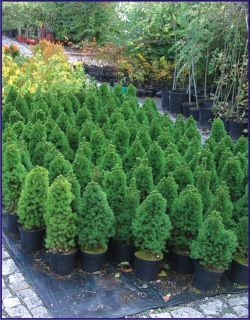 ZAHRADNICTVÍ U RŮŽENKY