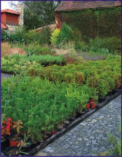 ZAHRADNICTVÍ U RŮŽENKY