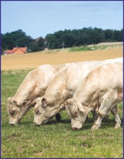 STATEK SOBĚTICE s.r.o.