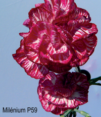 Karafiát Milénium P59