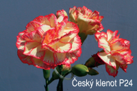 Karafiát Český klenot P24