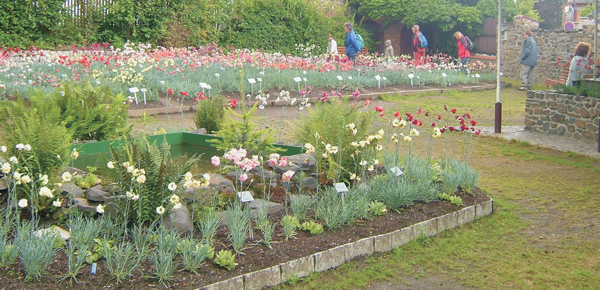 Klatovské karafiáty