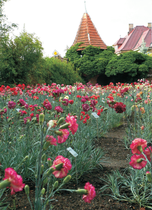 Klatovské karafiáty